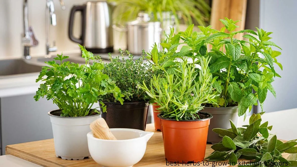 best herbs to grow in kitchen indoors