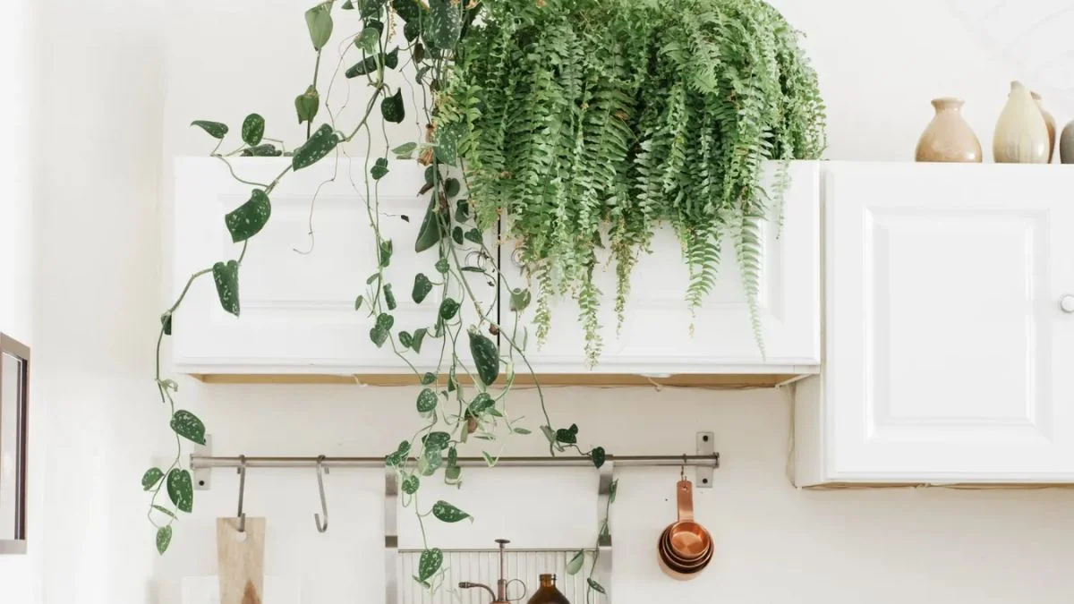 Plants Above Kitchen Cabinets