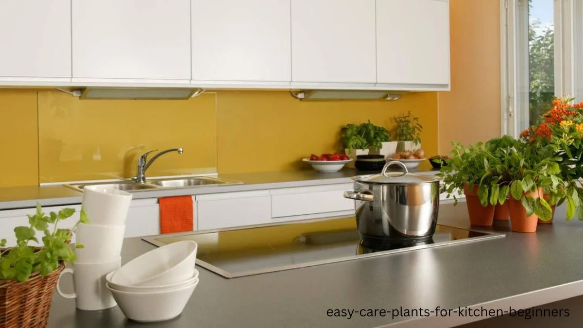 easy care plants for kitchen beginners
