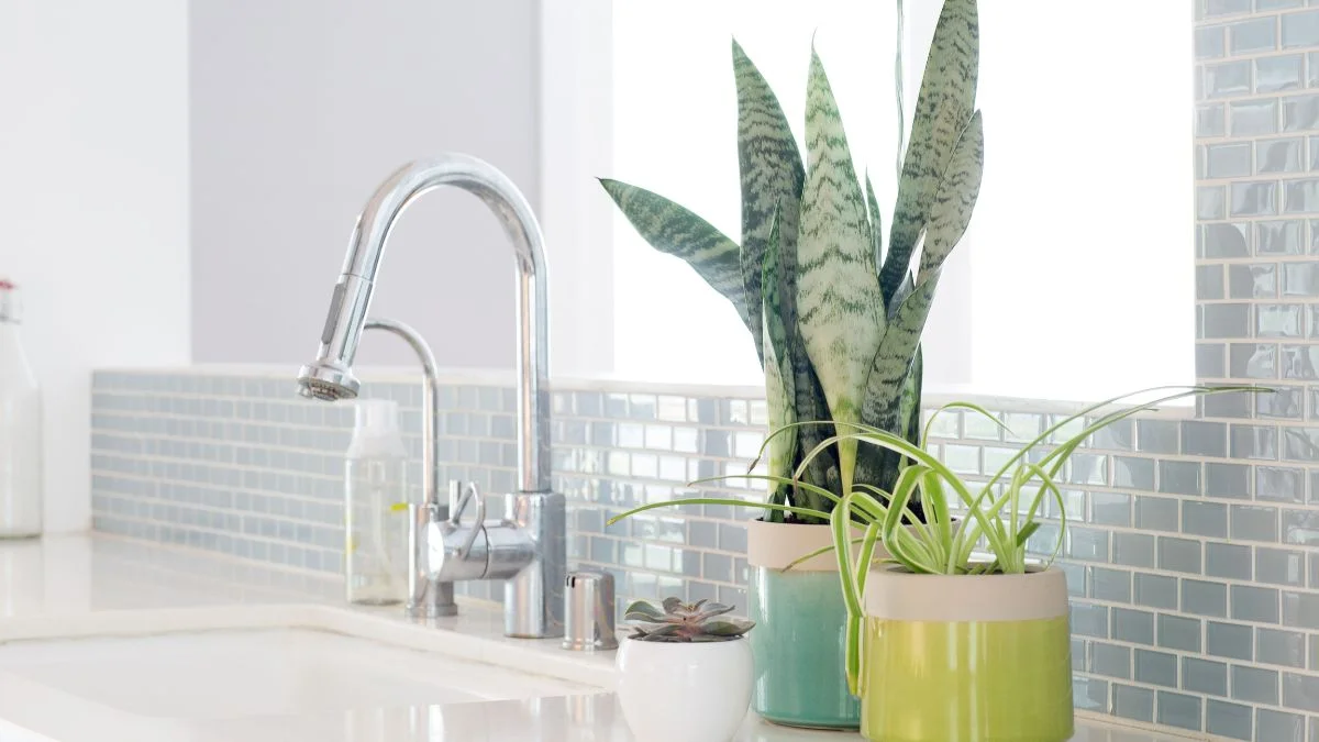 How to Care for Easy Care Plants for Kitchen Beginners