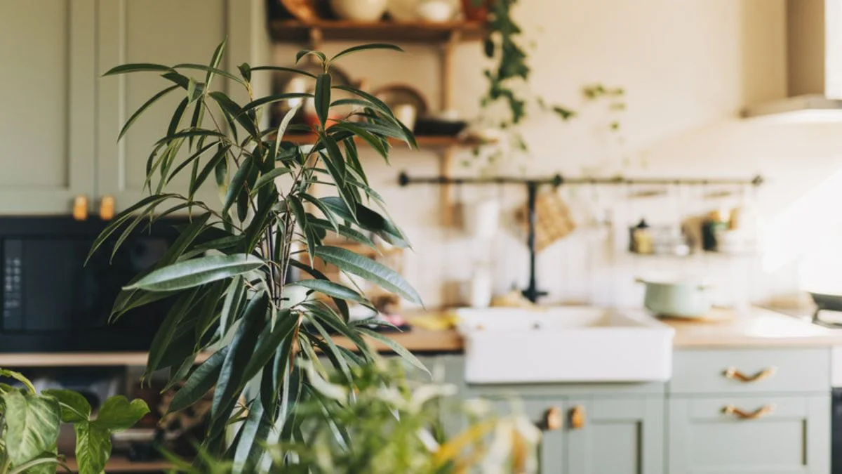 Styling Ideas for Low Light Kitchens