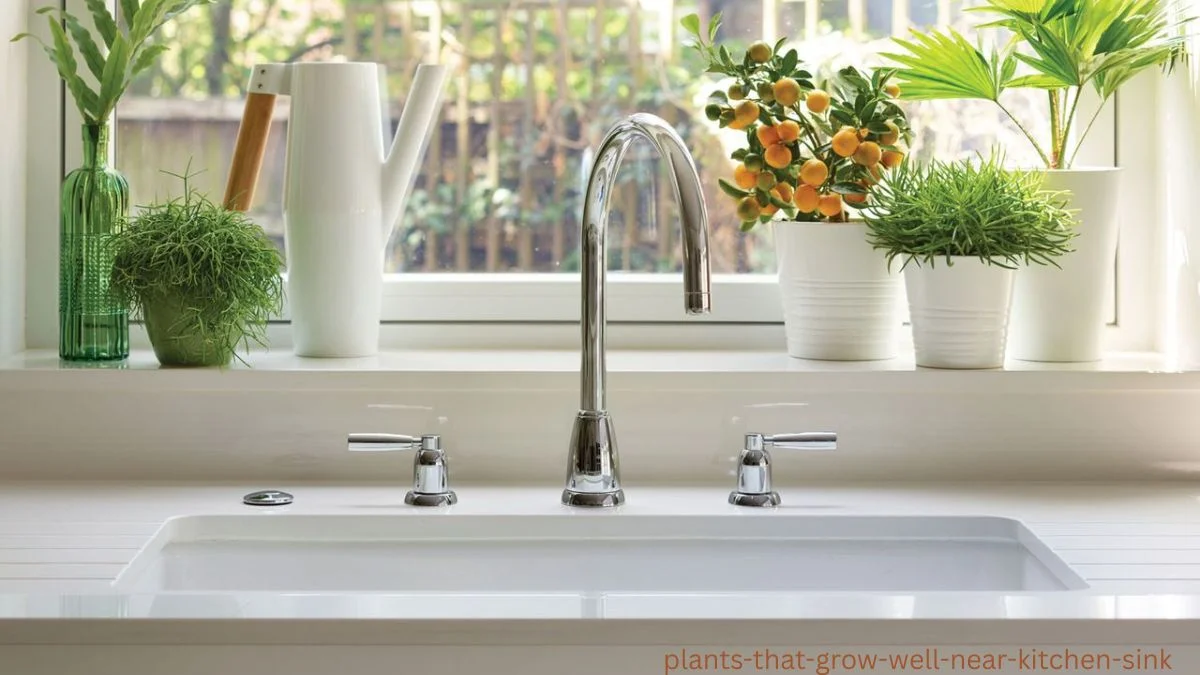 plants that grow well near kitchen sink
