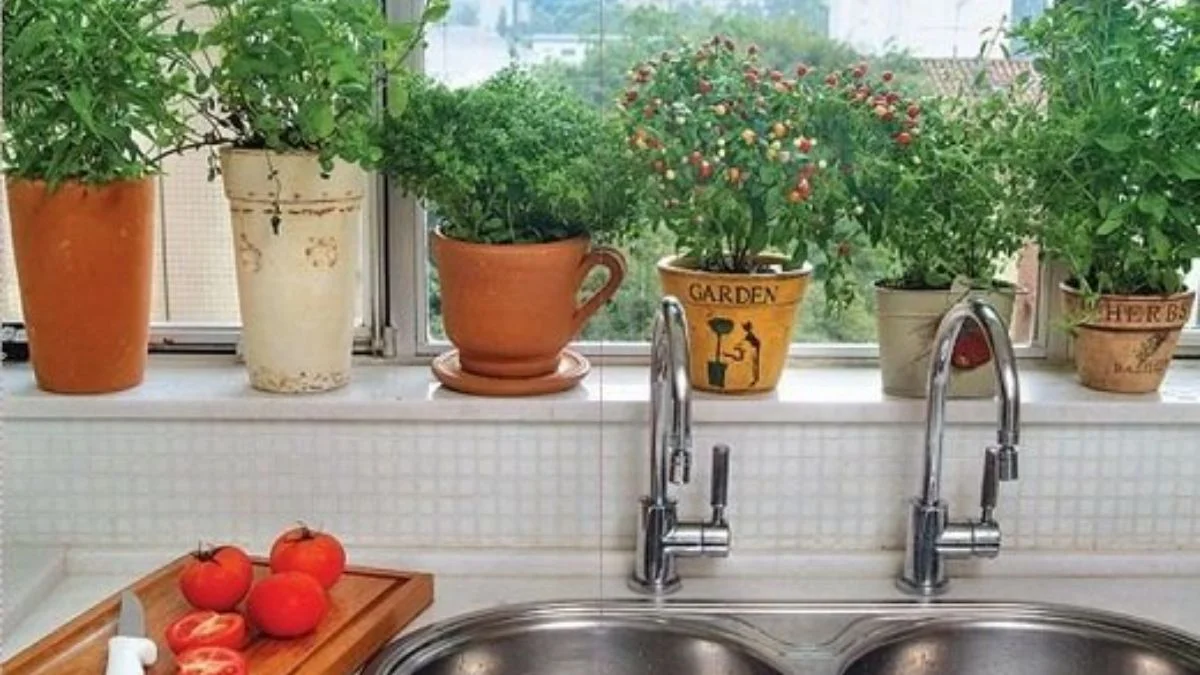 Why the Kitchen Sink Area is Ideal for Some Plants