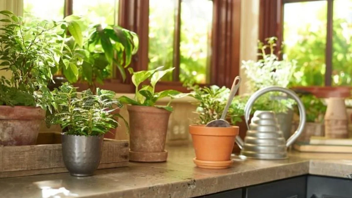 Small Plants to Your Kitchen Counter