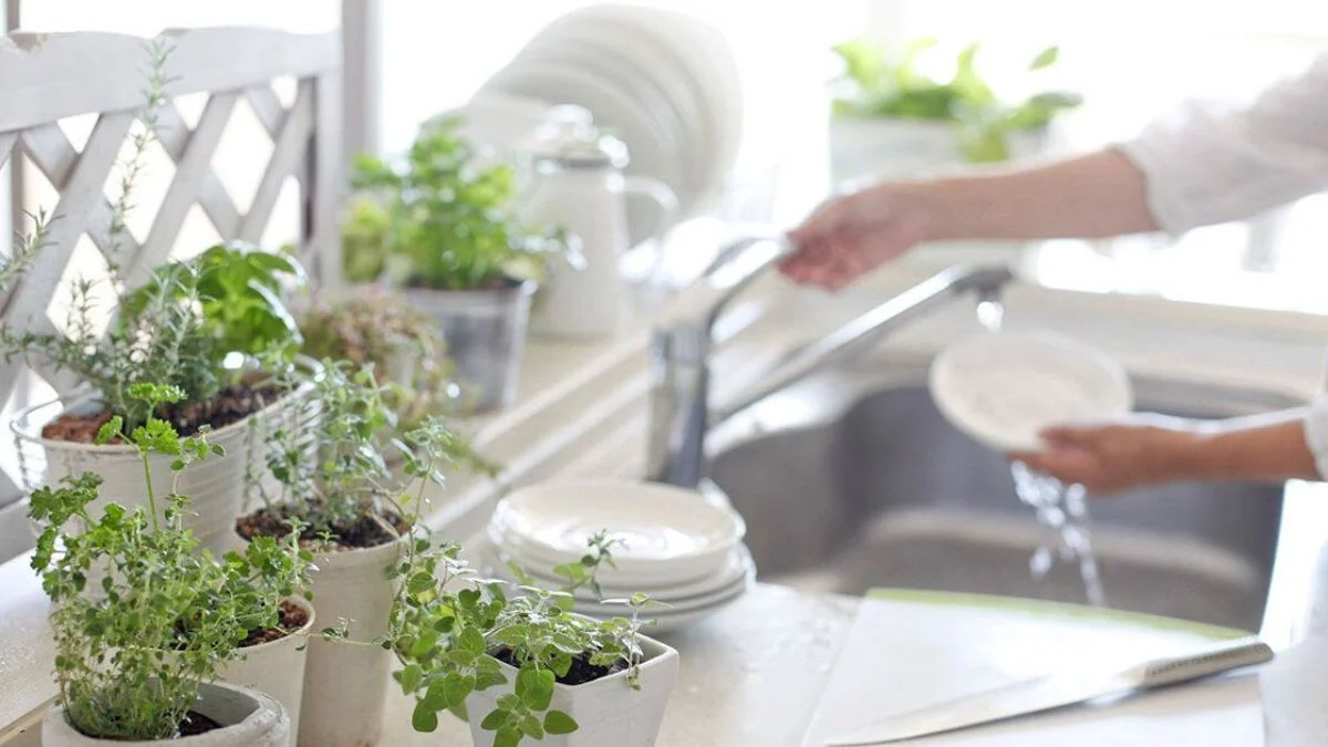 Care Tips for Sink-Side Plants