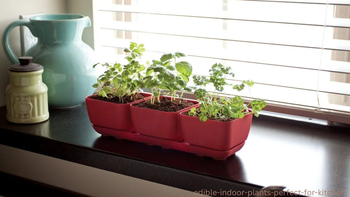 Edible Indoor Plants Perfect for Kitchen Spaces