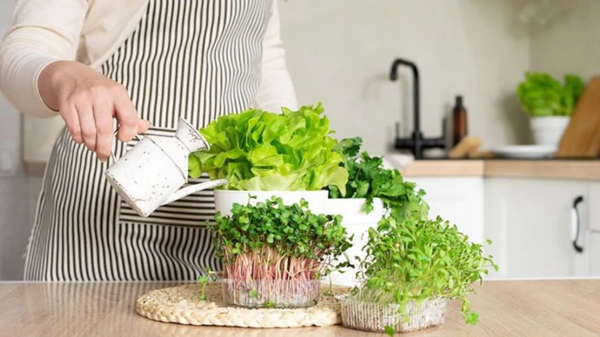 Best Edible Indoor Plants Perfect for Kitchen Spaces
