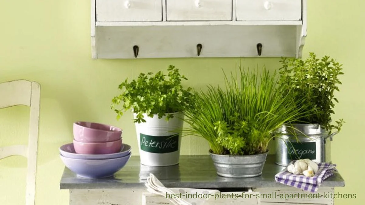 best indoor plants for small apartment kitchens