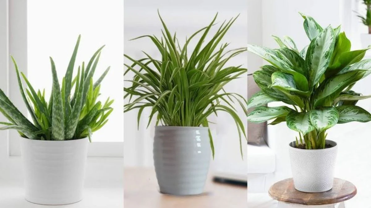 small kitchen indoor plants
