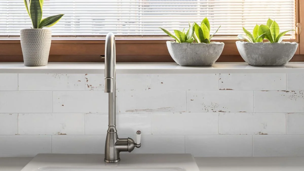 Why Small Apartment Kitchens Need the Right Plants