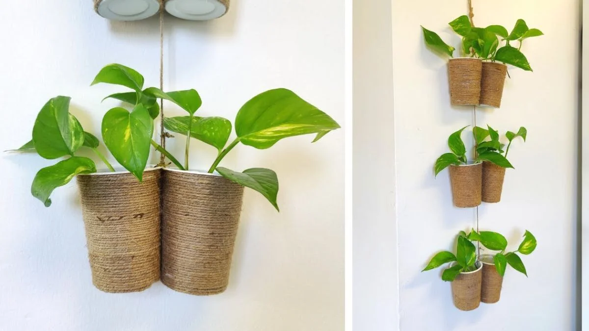  Pothos in Small Hanging Pots