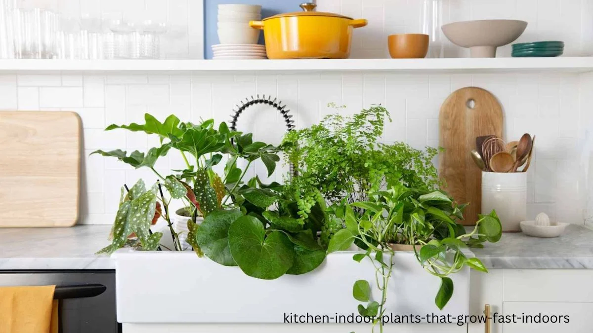 kitchen indoor plants that grow fast indoors.