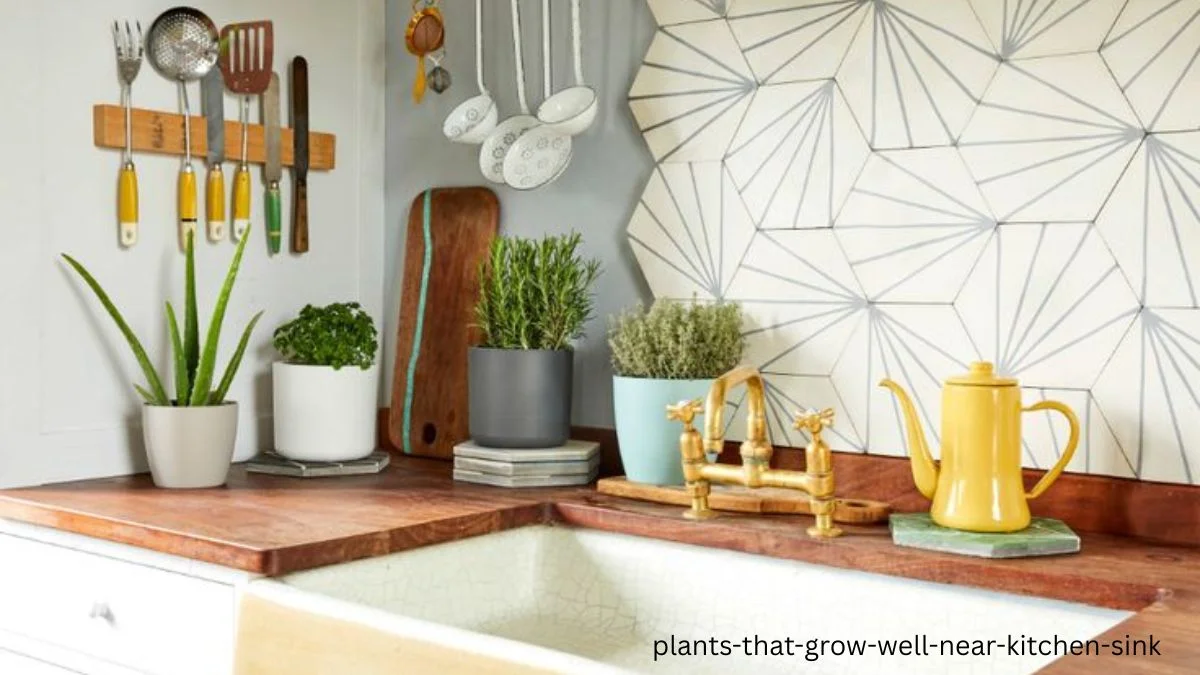 plants that grow well near kitchen sink