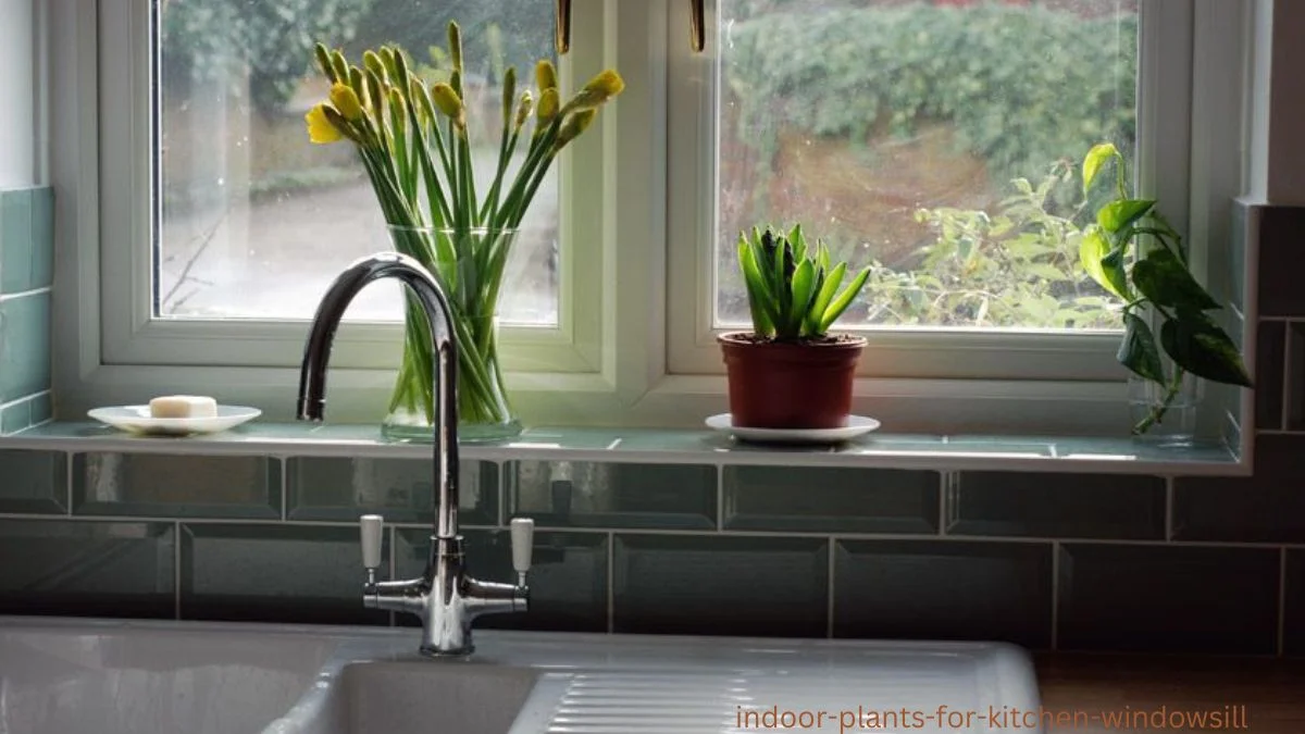 indoor plants for kitchen windowsill