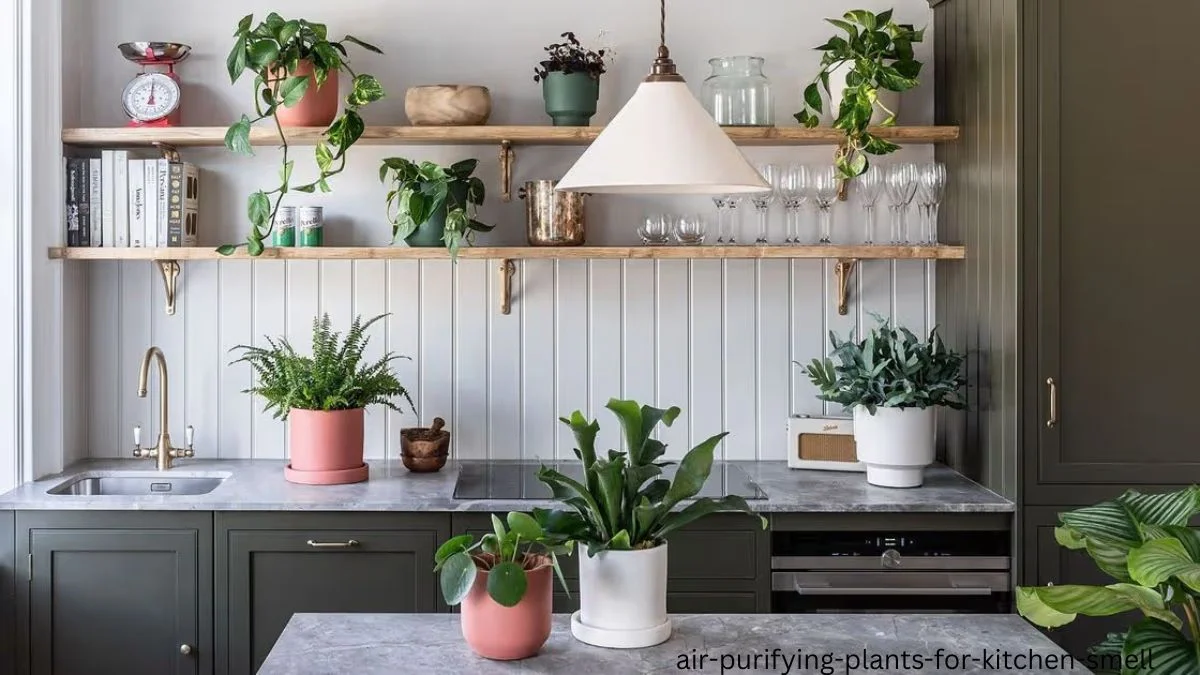 air purifying plants for kitchen smell