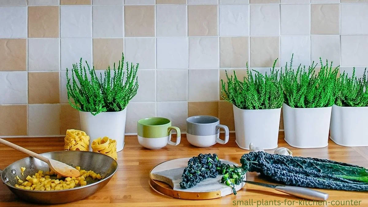 small plants for kitchen counter