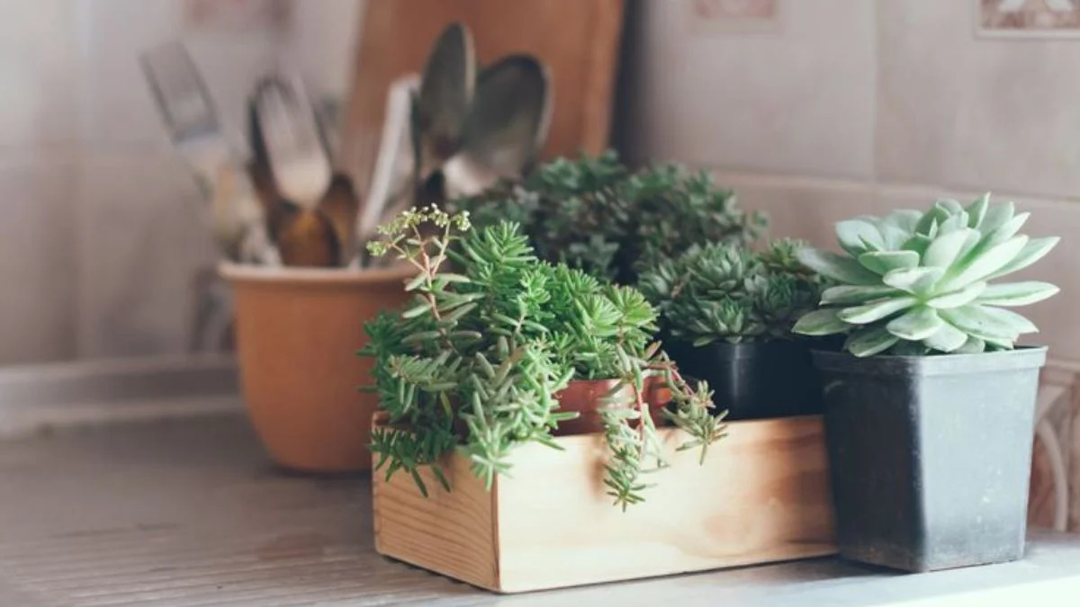 Succulents are among the best compact indoor plants