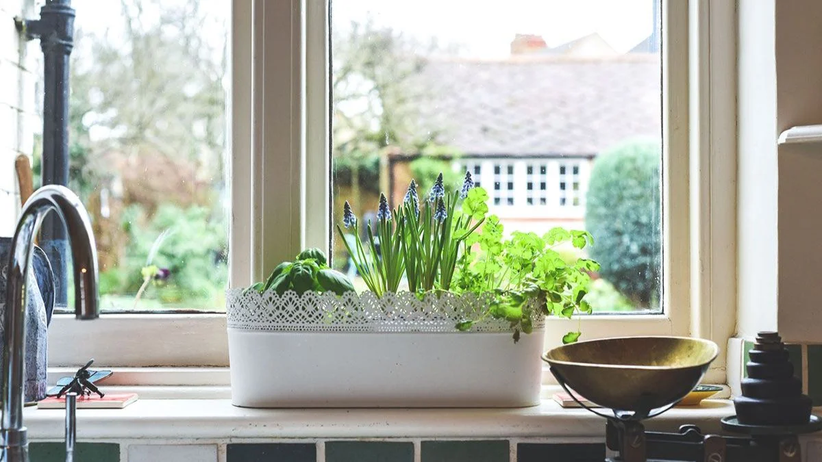 How to Style Your Kitchen Windowsill Plants