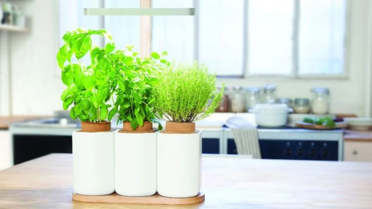 Styling Tips for Minimalist Kitchen Plants