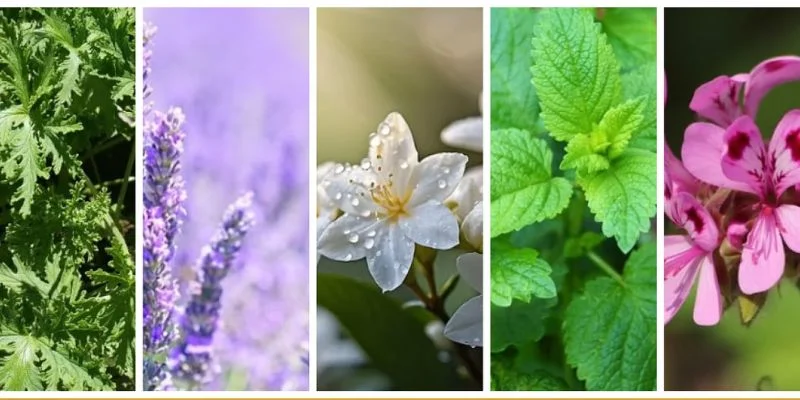 Indoor Plants that Help With Air Freshness and Odor Control