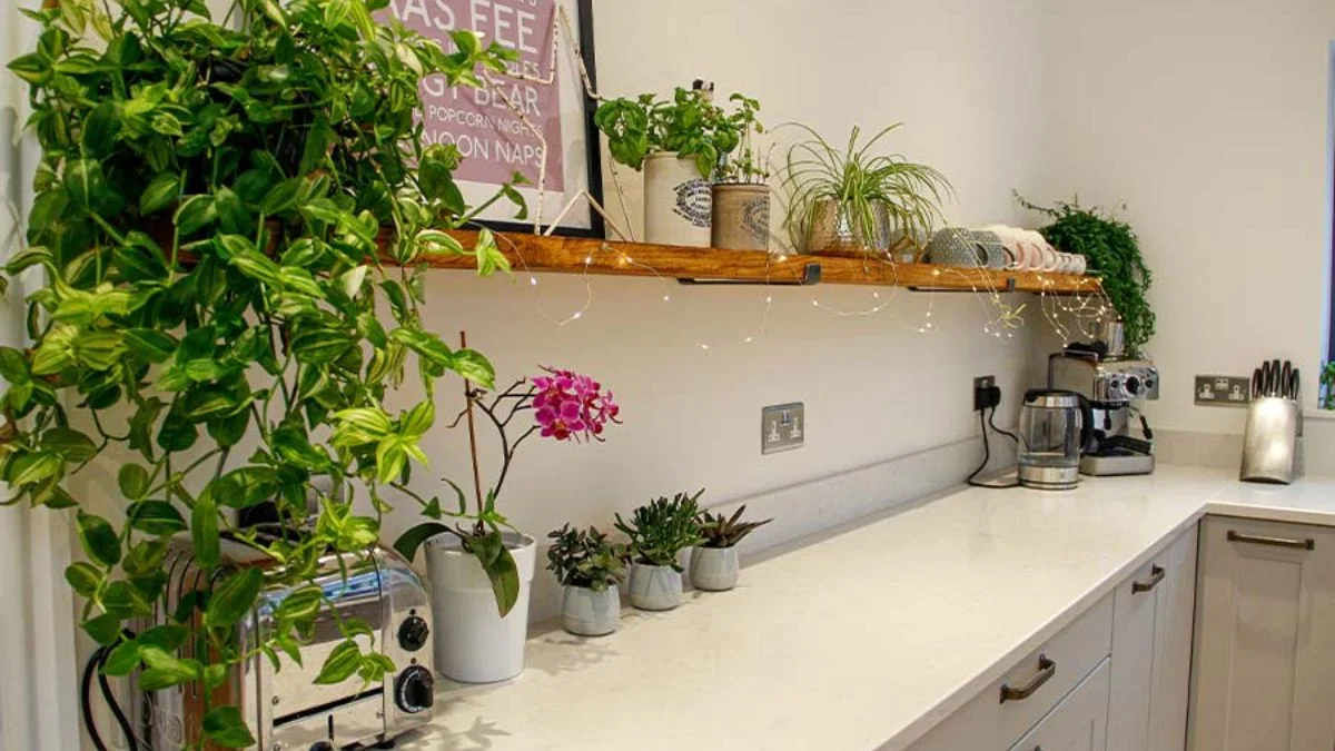 Care for Low Light Kitchen Indoor Plants