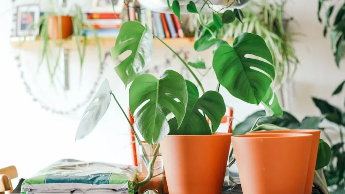 Why Cozy Corner Ideas with Indoor Plants Work So Well