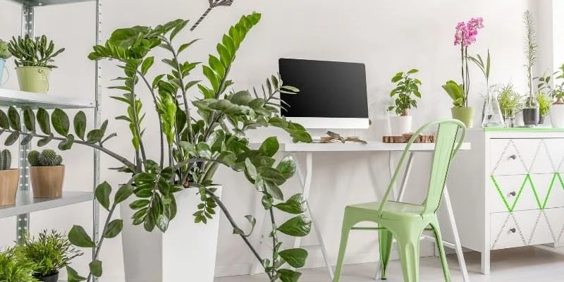 Safe Indoor Plants for Children’s Rooms