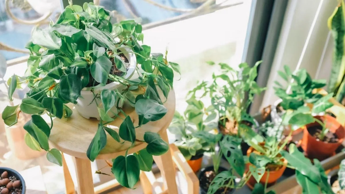 The Seasonal Plant Corner