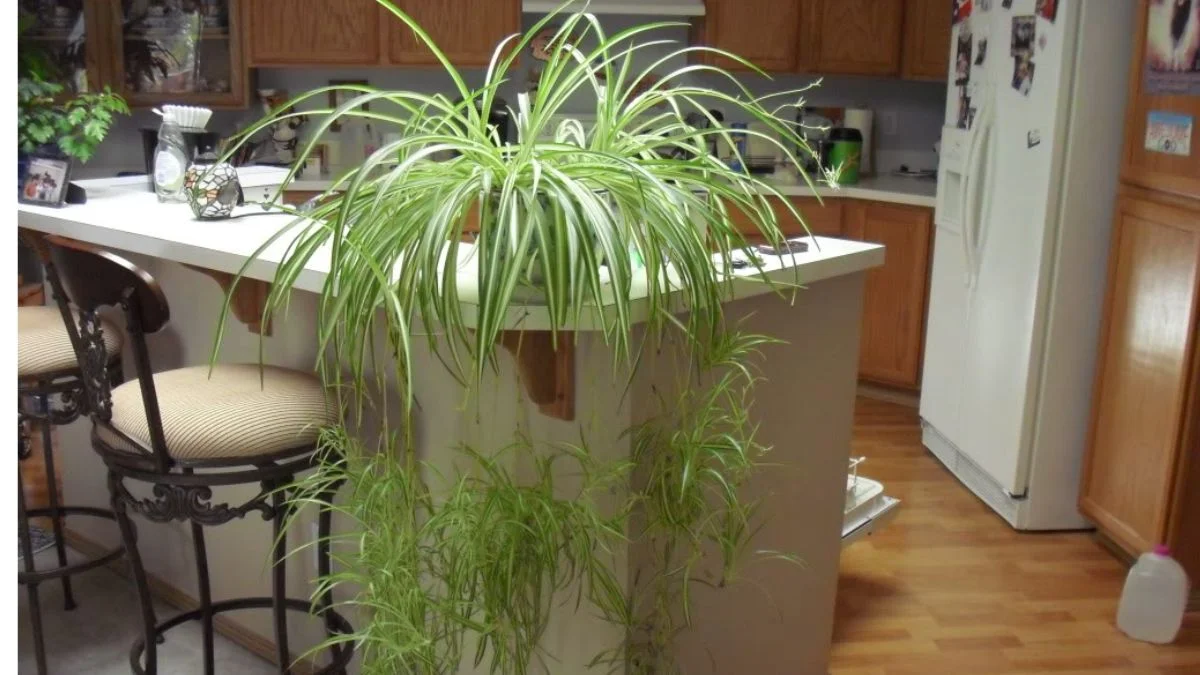 air purifying plants for kitchen smell