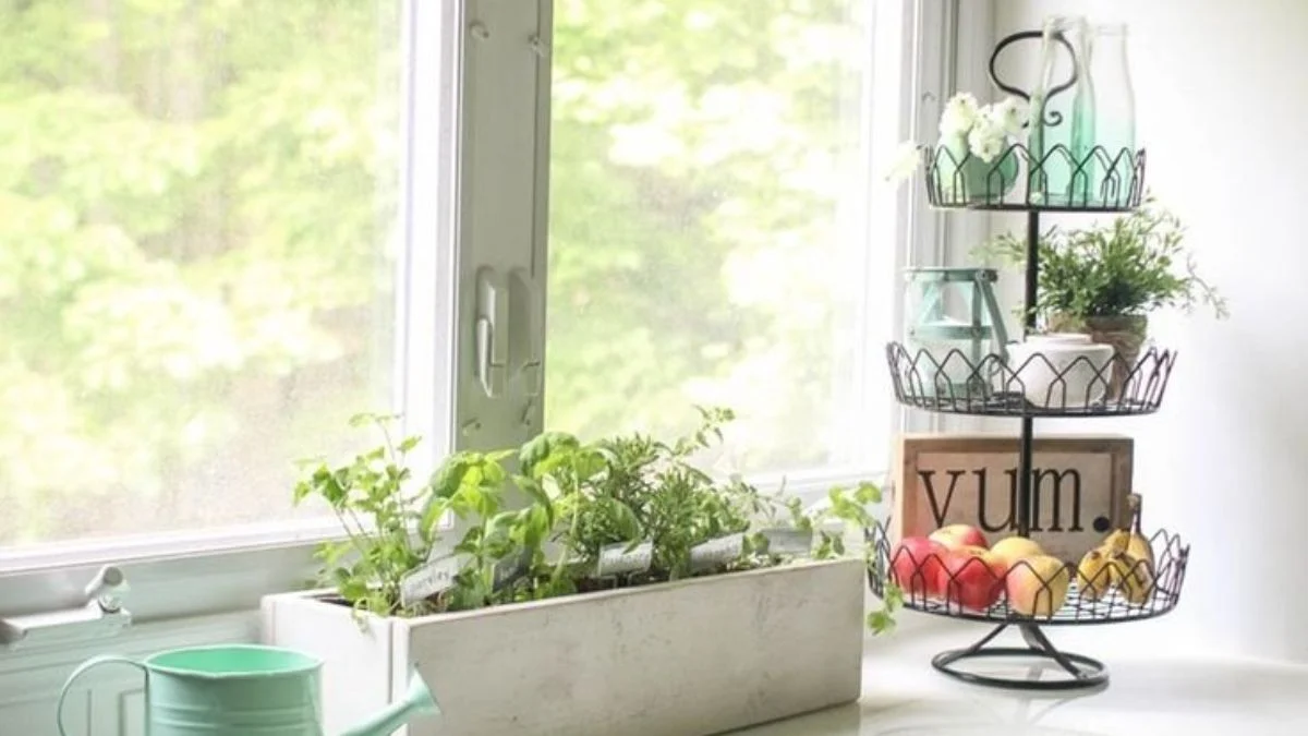 Common Mistakes to Avoid for Indoor Kitchen Plant