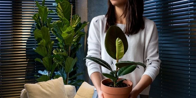 Indoor plants reduce stress