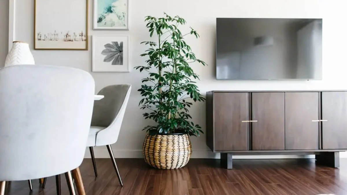 Minimalist plants are defined