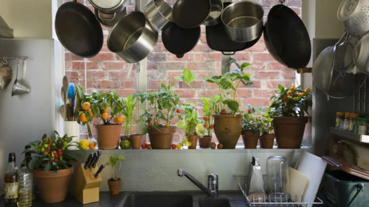 Maintenance Tips for air purifying plants in kitchen