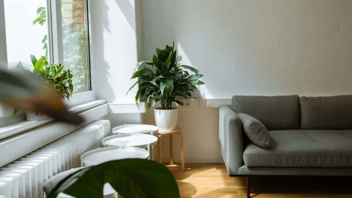 How to Arrange Indoor Plants at Home: 10 Stunning Setup Ideas