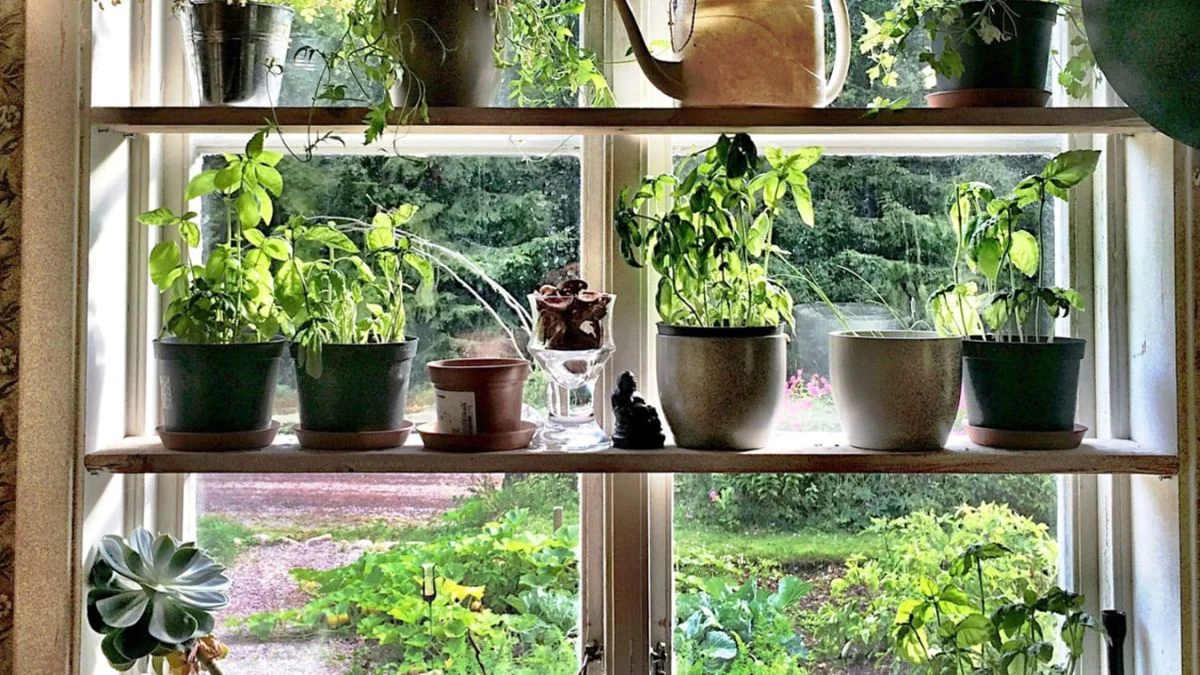 Windowsill Herb Garden