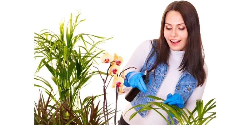 best Indoor plants that reduce stress at home
