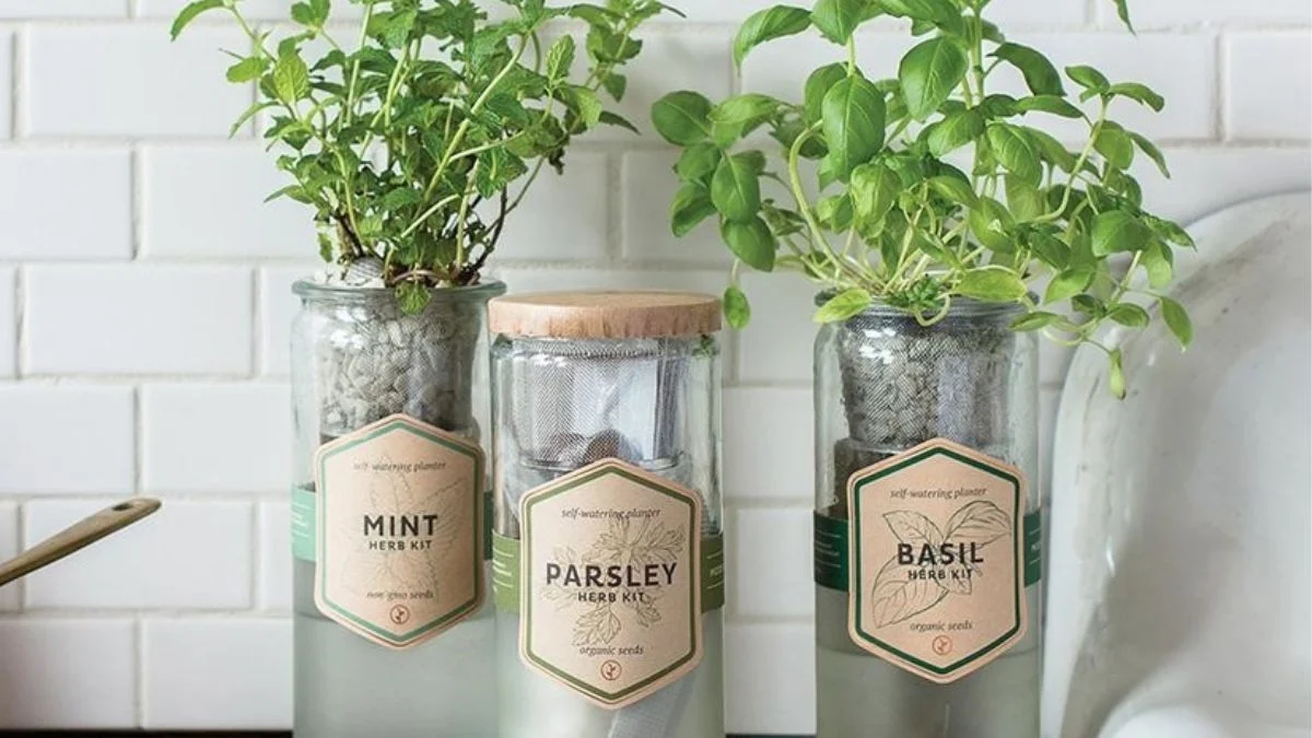 Herbs (Basil, Mint, Parsley)