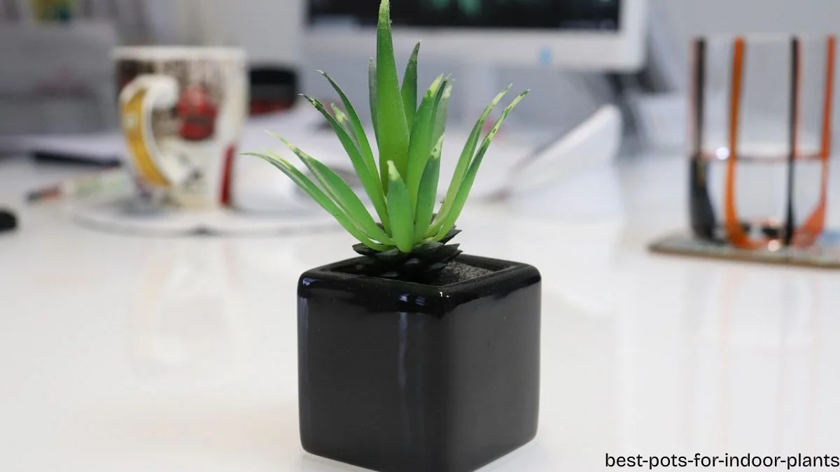 best pots for indoor plants