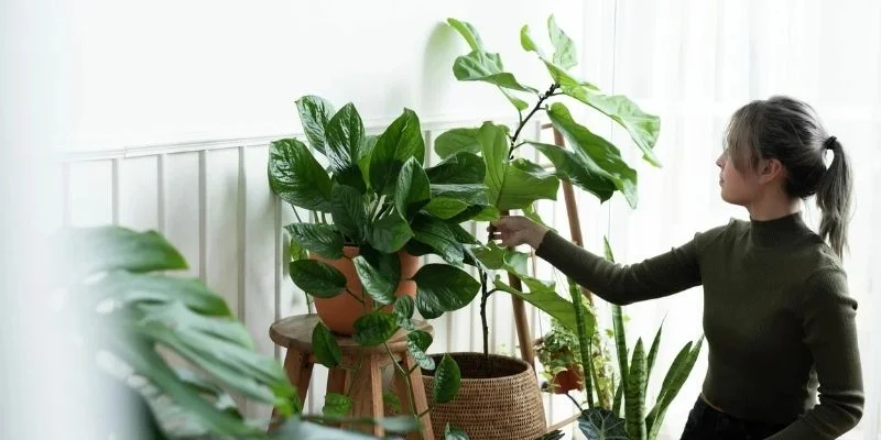 Styling Indoor Plants