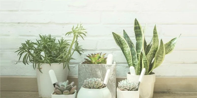 indoor plants for small homes