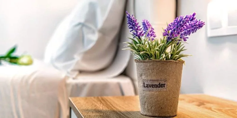 Air purifying indoor plants suitable for bedrooms