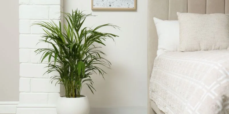 Natural indoor plants for a peaceful bedroom atmosphere