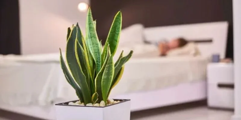 snake plant small bedrooms