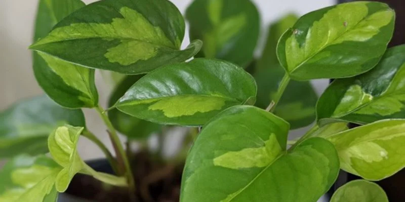  low maintenance Pothos (Devil’s Ivy)