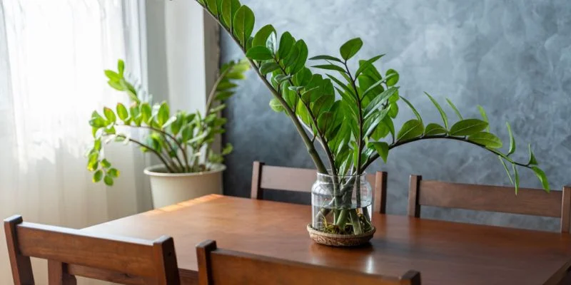 low maintenance ZZ plant