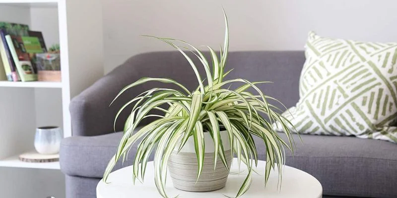  low maintenance spider plant