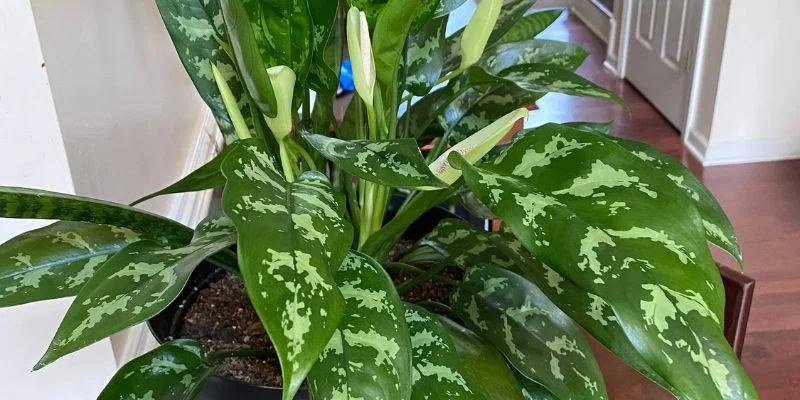 low maintenance  
Chinese Evergreen (Aglaonema)