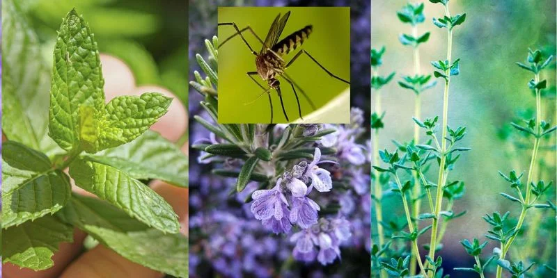 Indoor Plants That Repel Insects Naturally