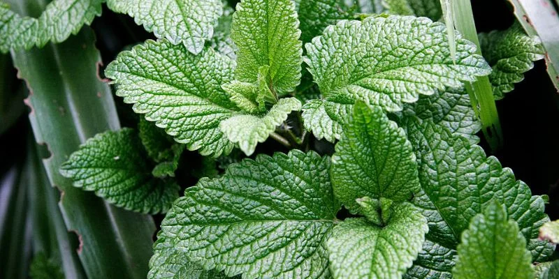 Mint plant in kitchen repelling insects naturally