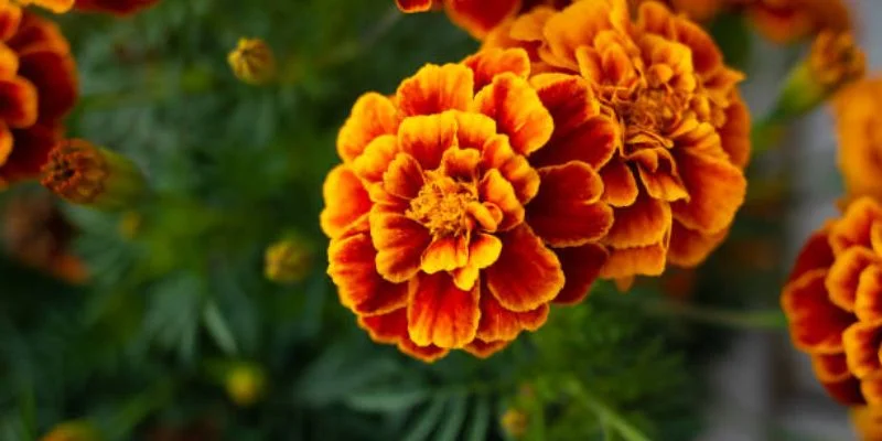 Marigold plant repelling insects indoors